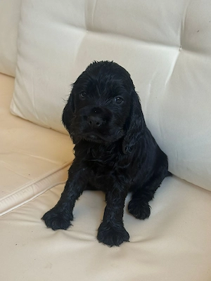 Cocker Spaniel negru - imagine 4