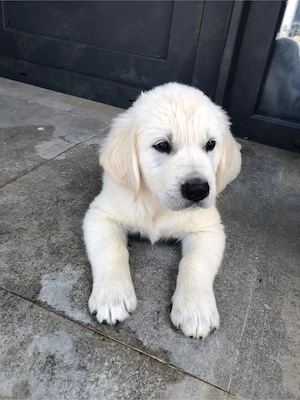 Vand pui Golden Retriver - imagine 5