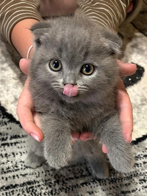Pui de pisică Scottish Fold !De vânzare! - imagine 5