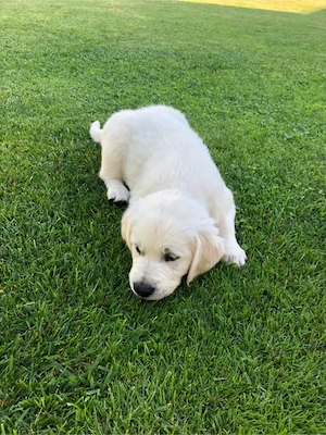 Vand pui Golden Retriver