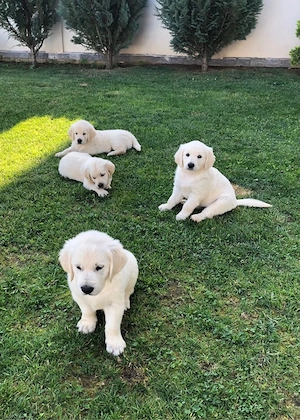 Vand pui Golden Retriver - imagine 3