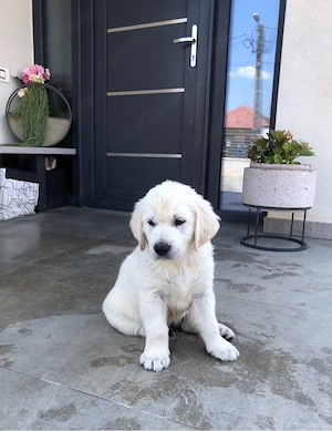 Vand pui Golden Retriver - imagine 2
