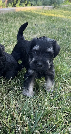 Vând Schnautzer pitic