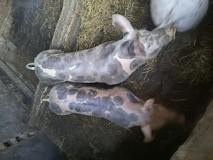 Vând grăsuni pietrain belgian vârstă 3 luni - imagine 5