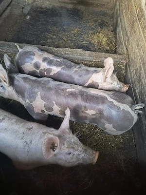 Vând grăsuni pietrain belgian vârstă 3 luni