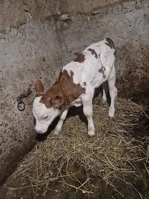 Vând o vitea frumoasă de 2 săptămâni jumate  - imagine 3