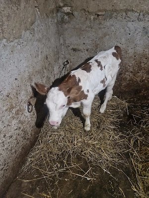 Vând o vitea frumoasă de 2 săptămâni jumate 