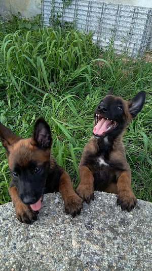ciobănesc Belgian Malinois 