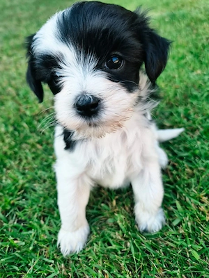 bichon havanez