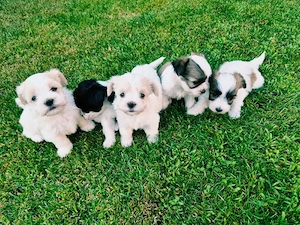 bichon havanez - imagine 3