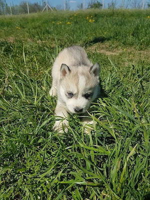 Baietel Fetița Husky - imagine 4