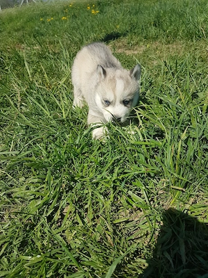 Baietel Fetița Husky - imagine 5