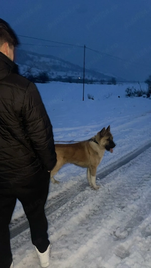 Donez Cățel urgent - imagine 4
