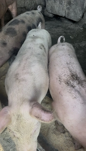 Vand 3 purcei de 32-35 kg 