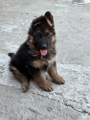 ciobanesc german 