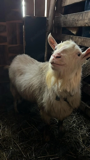 Țap Sannen de origine Olandeză 