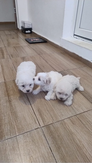 bichon maltez miny  - imagine 3