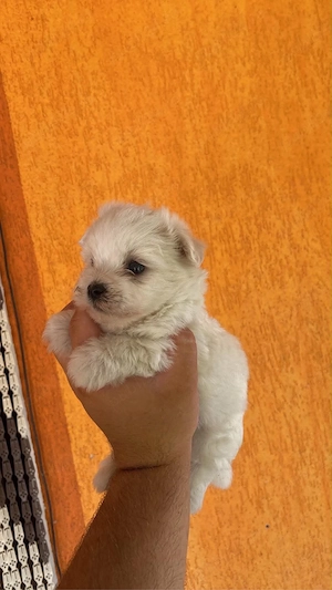 bichon maltez miny  - imagine 2