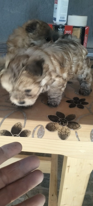 Vînd căței