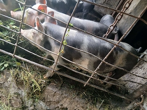 Vind porci petrean  - imagine 2