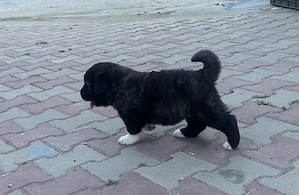 Puiuț ciobănesc caucazian cu pedigree - imagine 4
