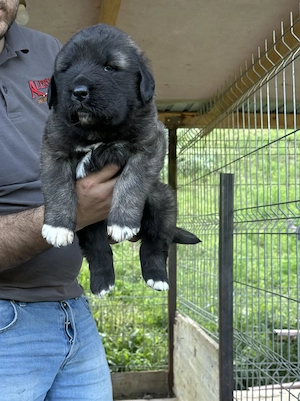 Puiuț ciobănesc caucazian cu pedigree