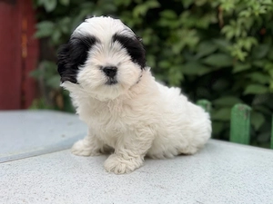 Femela Shih Tzu!
