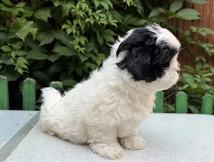 Femela Shih Tzu! - imagine 5