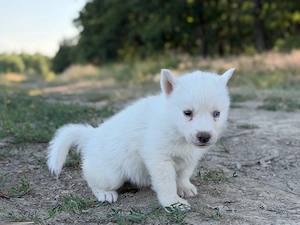 Mascul husky siberian alb! - imagine 4