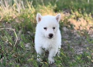 Mascul husky siberian alb!