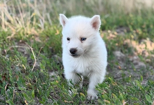 Mascul husky siberian alb! - imagine 3