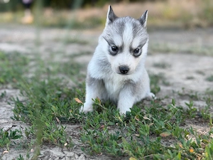 Femela husky siberian! - imagine 4