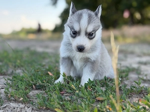 Femela husky siberian! - imagine 3