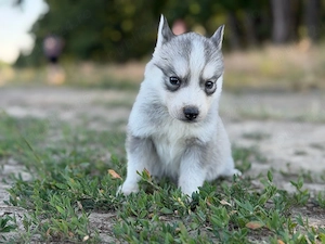Femela husky siberian! - imagine 5