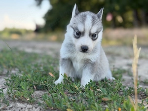 Femela husky siberian! - imagine 2