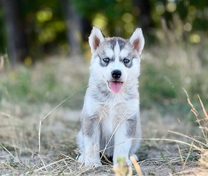 Femela husky siberian! - imagine 3