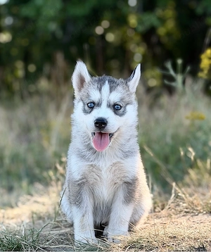 Femela husky siberian! - imagine 4