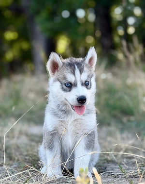 Femela husky siberian! - imagine 5