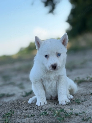Femela husky siberian! - imagine 5