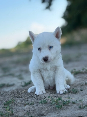 Femela husky siberian! - imagine 4