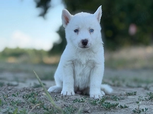 Femela husky siberian! - imagine 3