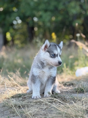 Femela husky siberian! - imagine 2