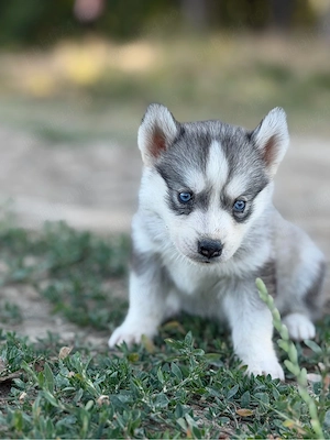 Femela husky siberian! - imagine 1
