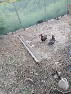 vand ratoi