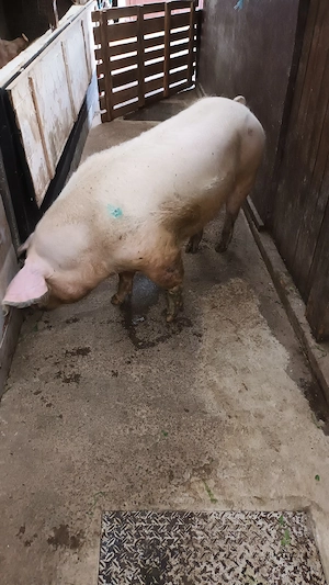 Vand porc 