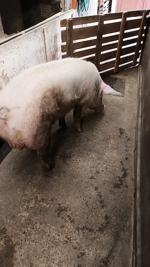 Vand porc  - imagine 2