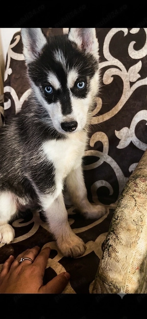 husky siberian fetita