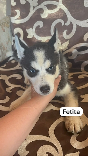 fetita husky siberian