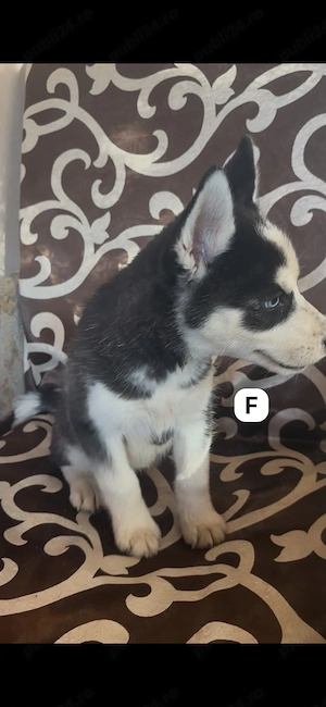 fetita husky siberian - imagine 2
