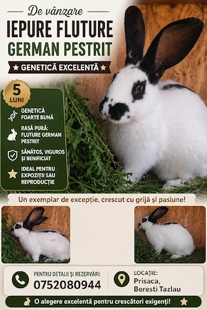 Disponibil mascul Fluture german pestriț 